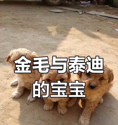 金毛和泰迪的混血后代叫什么？这种混血犬有何特点？