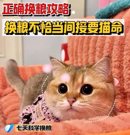 如何顺利让猫咪更换猫粮品牌？换粮过程中应注意哪些问题？