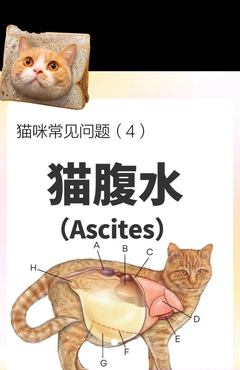 猫吃完猫粮后肚子变小是什么原因？如何处理这种情况？