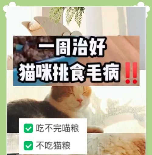 猫一直在等待但不吃猫粮怎么办？如何鼓励进食？
