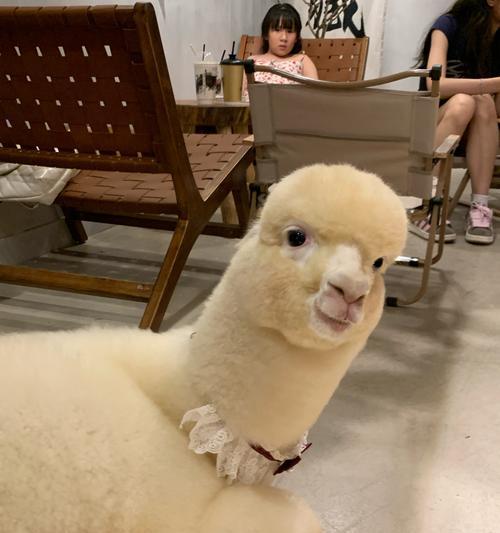羊驼在藏语中被称作什么？