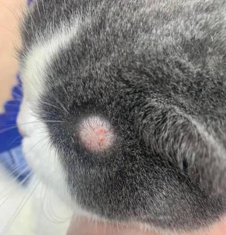 猫粮出现黑点是什么原因？