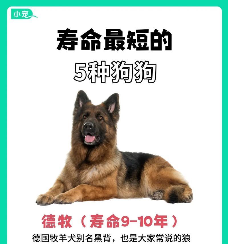 国外德牧与国内德牧体重差异多少？