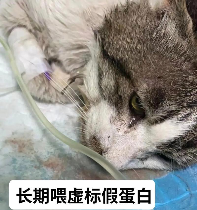 喂食猫粮导致猫咪死亡的原因是什么？