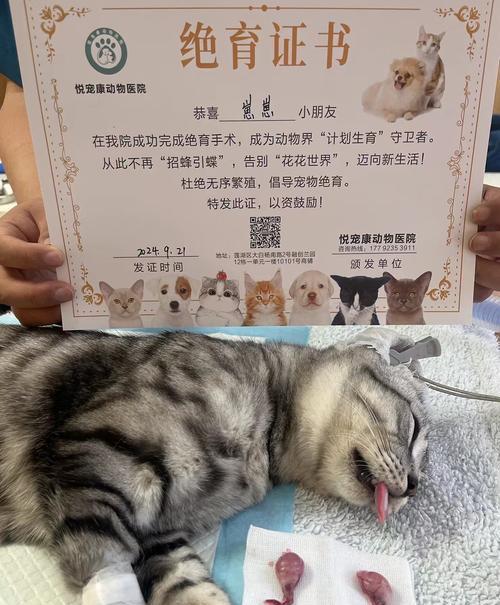 猫咪手术后无法进食猫粮怎么办？需要采取哪些措施？