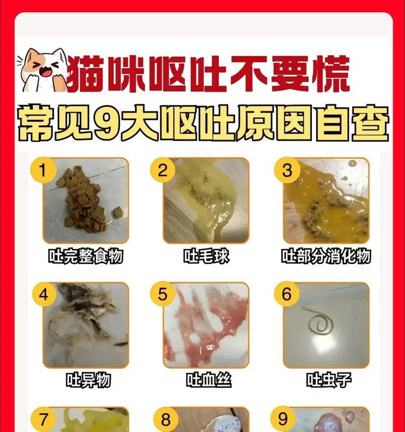 猫粮导致呕吐的原因是什么？