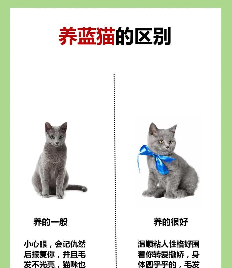 蓝猫不吃猫粮可以用什么代替？有哪些健康的替代品？