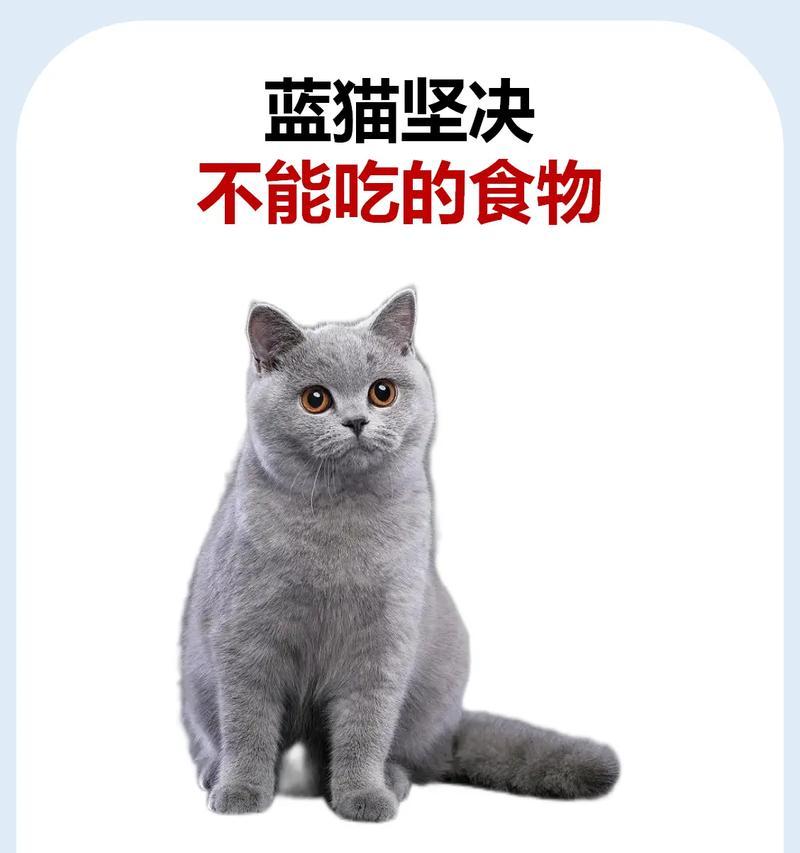 蓝猫不吃猫粮可以用什么代替？有哪些健康的替代品？