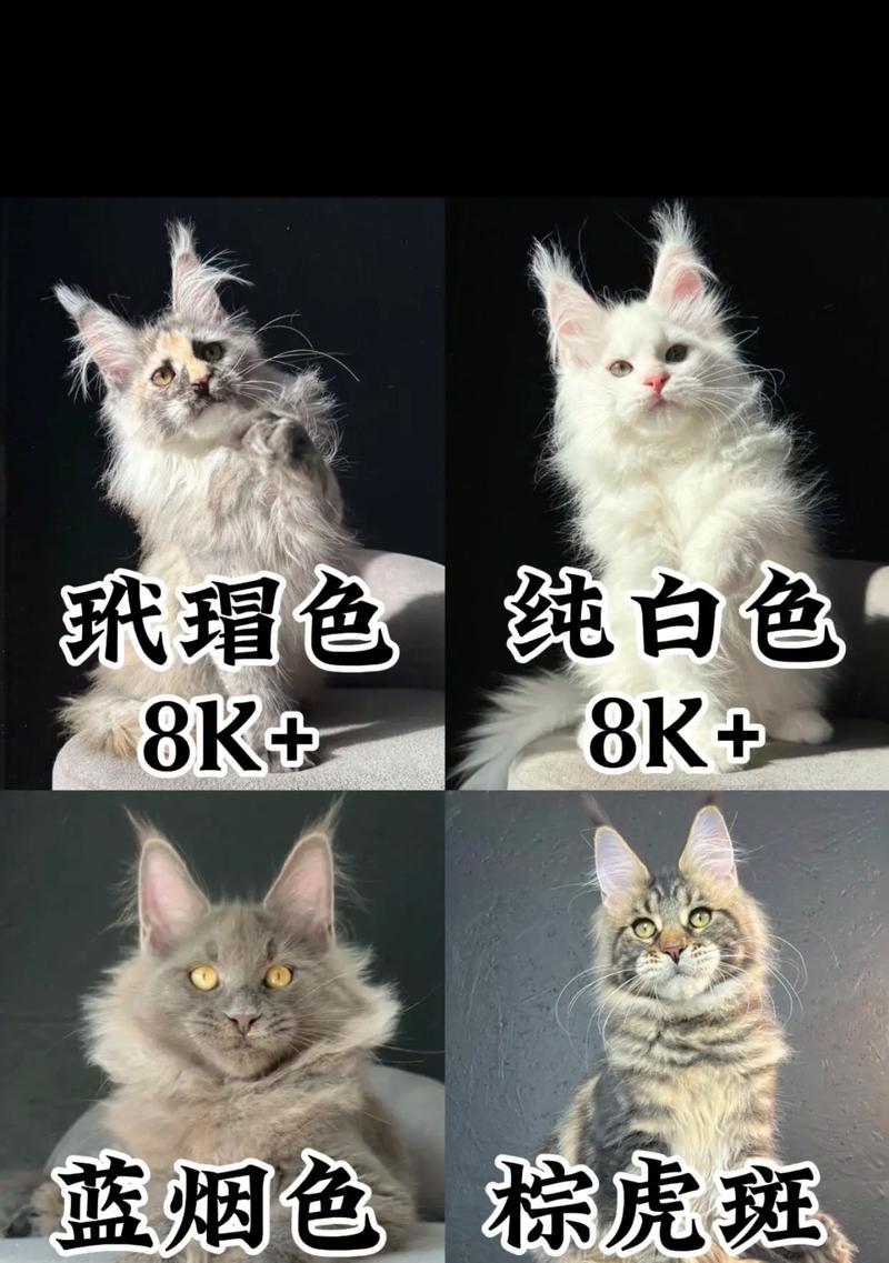 缅因猫适合哪种性价比高的肉猫粮？