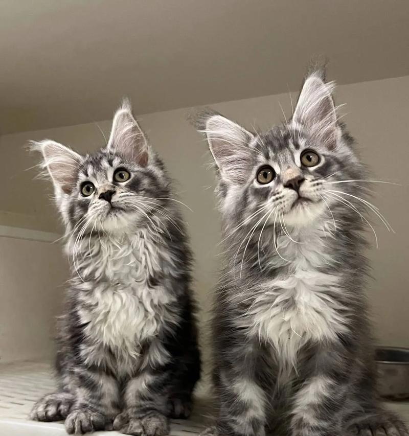 缅因猫适合哪种性价比高的肉猫粮？