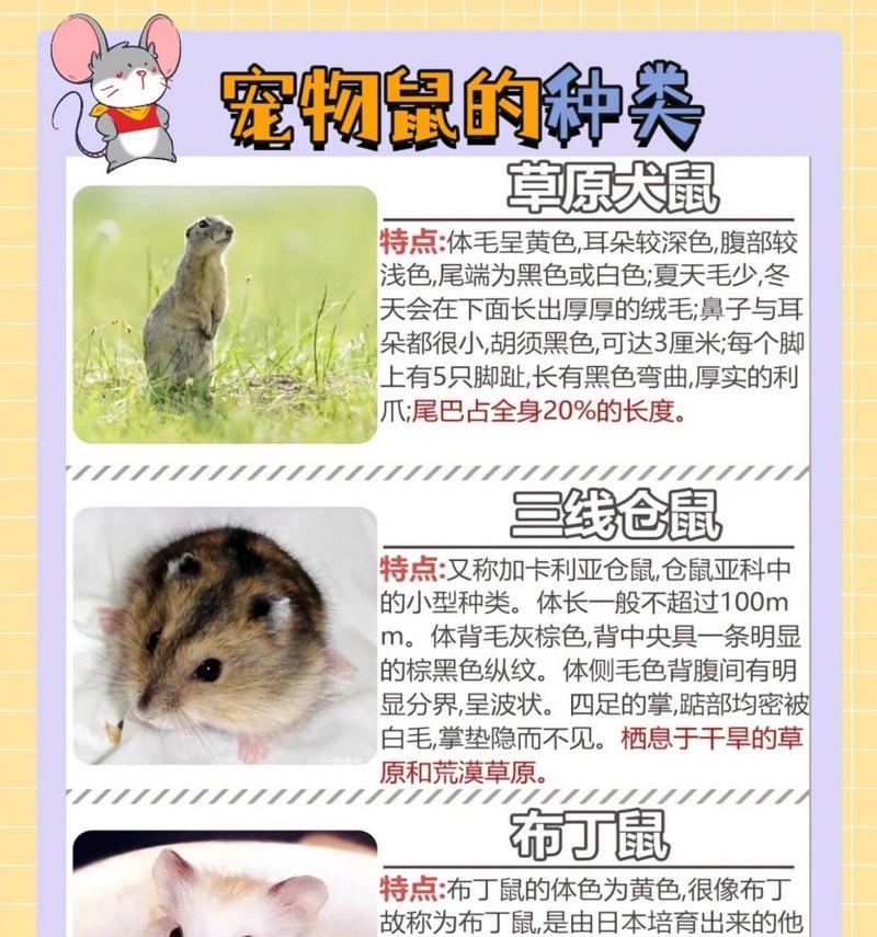 仓鼠的故事有哪些适合儿童的童话？如何挑选合适的童话书？