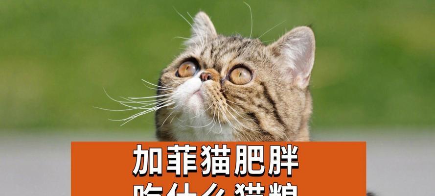 肥猫吃猫粮的正确方式是什么？