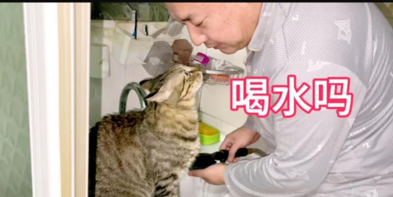 肥猫吃猫粮的正确方式是什么？