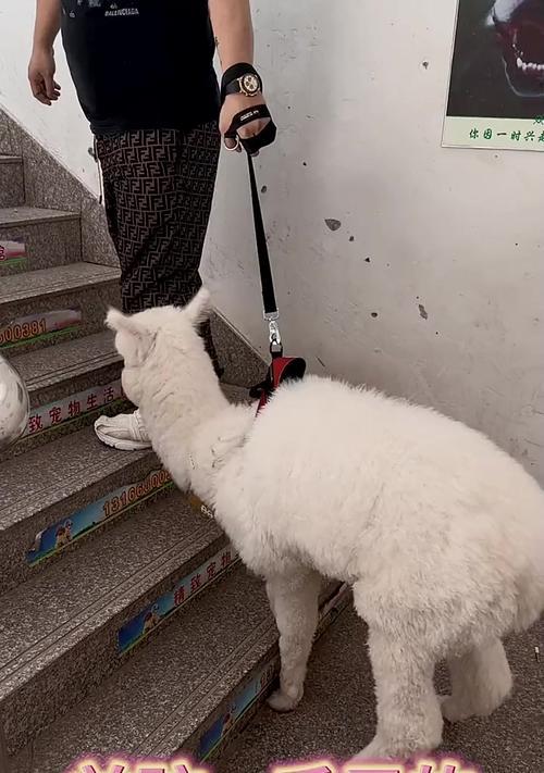 羊驼洗澡为何手会出血？正确的洗澡方法是什么？