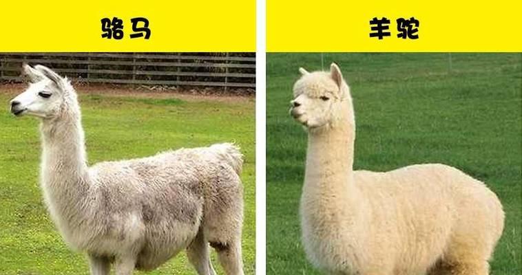 秘鲁羊驼与骆马有何不同？