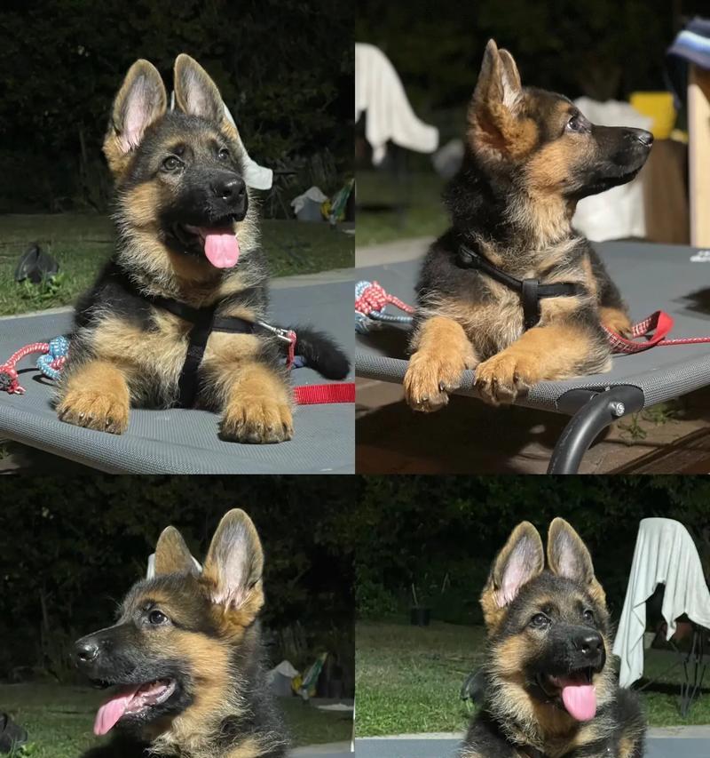 德牧幼犬的奶毛期持续多久？奶毛期的护理要点是什么？