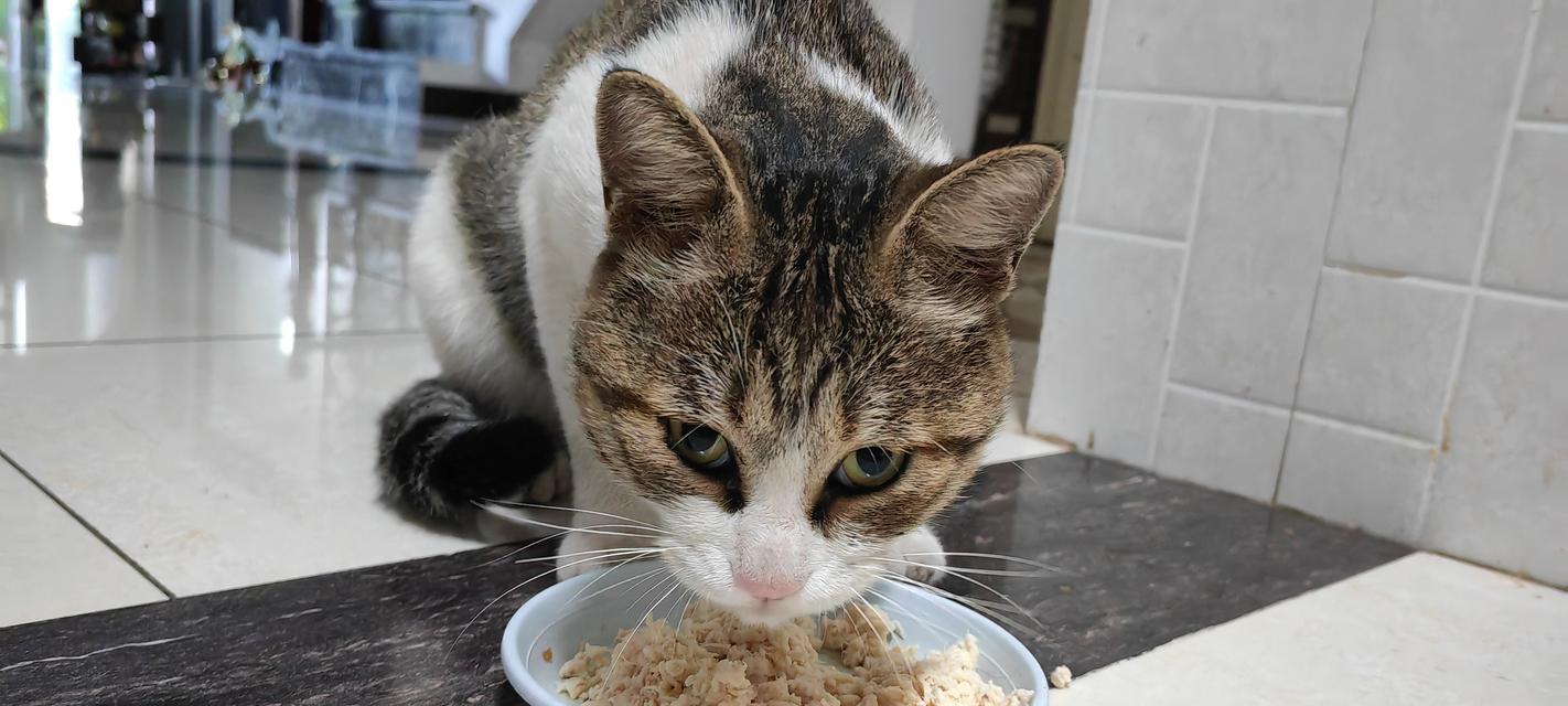 猫咪大量进食猫粮是否正常？