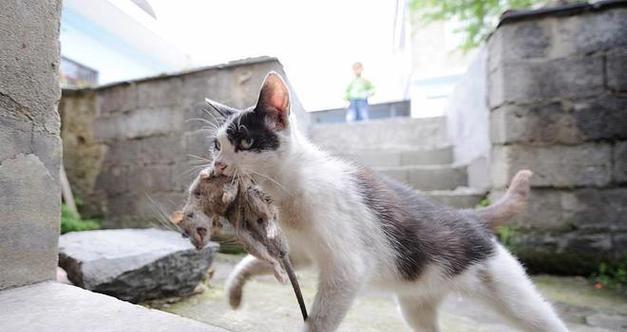 猫粮里为什么会有老鼠？猫吃老鼠会对健康有什么影响？