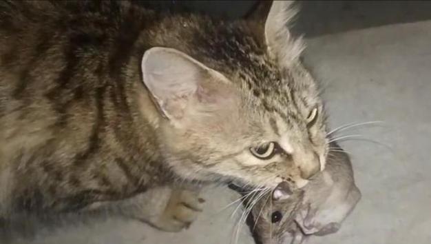 猫粮里为什么会有老鼠？猫吃老鼠会对健康有什么影响？