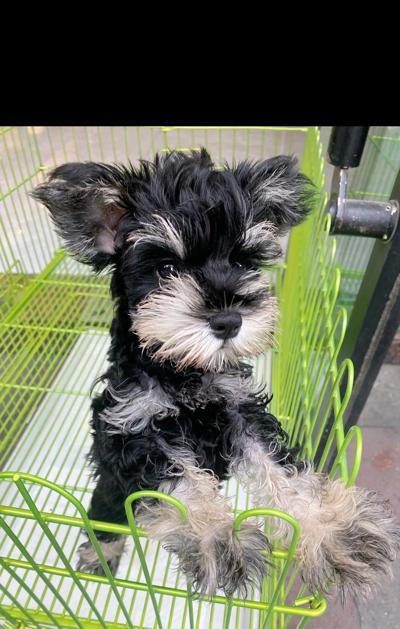 雪纳瑞幼犬的市场价格是多少？