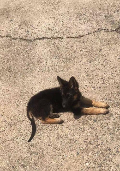 汝州德牧幼犬售价是多少？购买途径有哪些？