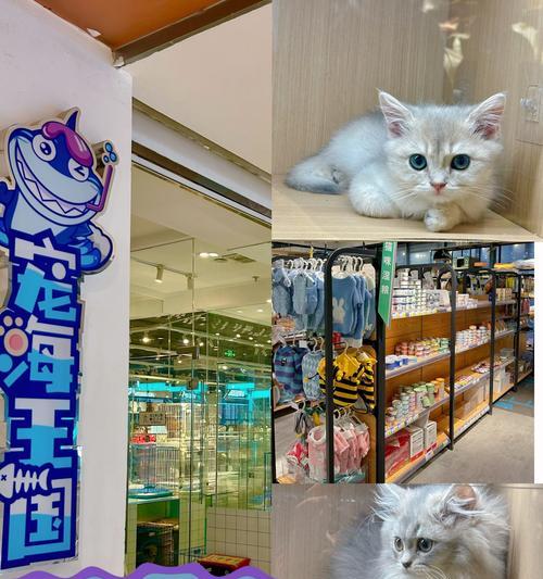 恒大城哪里有卖猫粮的地方？