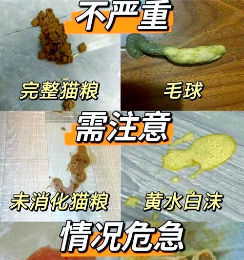 感觉猫不够吃猫粮怎么回事？为什么猫咪会表现出猫粮不够吃的样子？