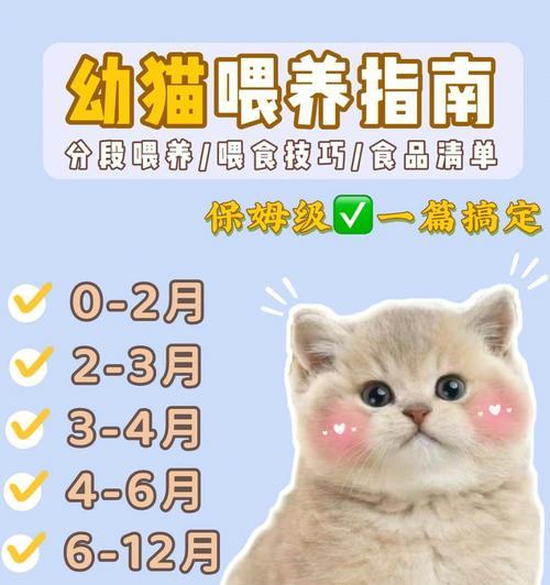 孕猫吃猫粮需要注意什么？