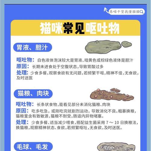 换新猫粮导致呕吐？如何安全过渡？