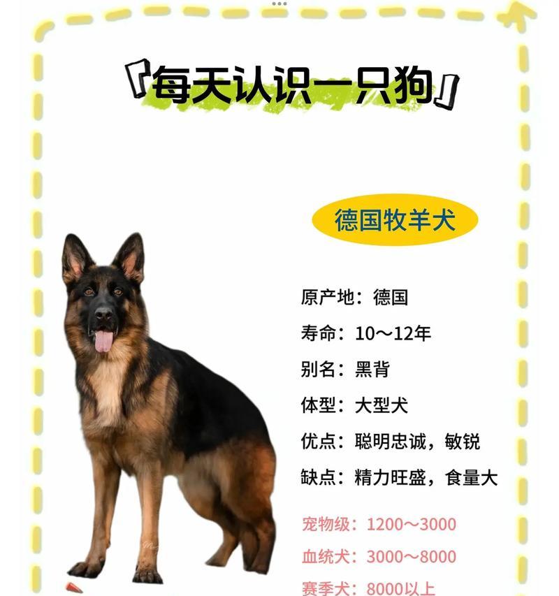 德牧在蚌埠的饲养条件是什么？目前德牧的价格是多少？