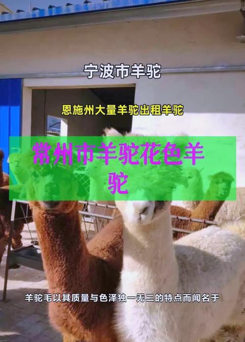 三叶草如何转化成羊驼栖息地？需要哪些条件？