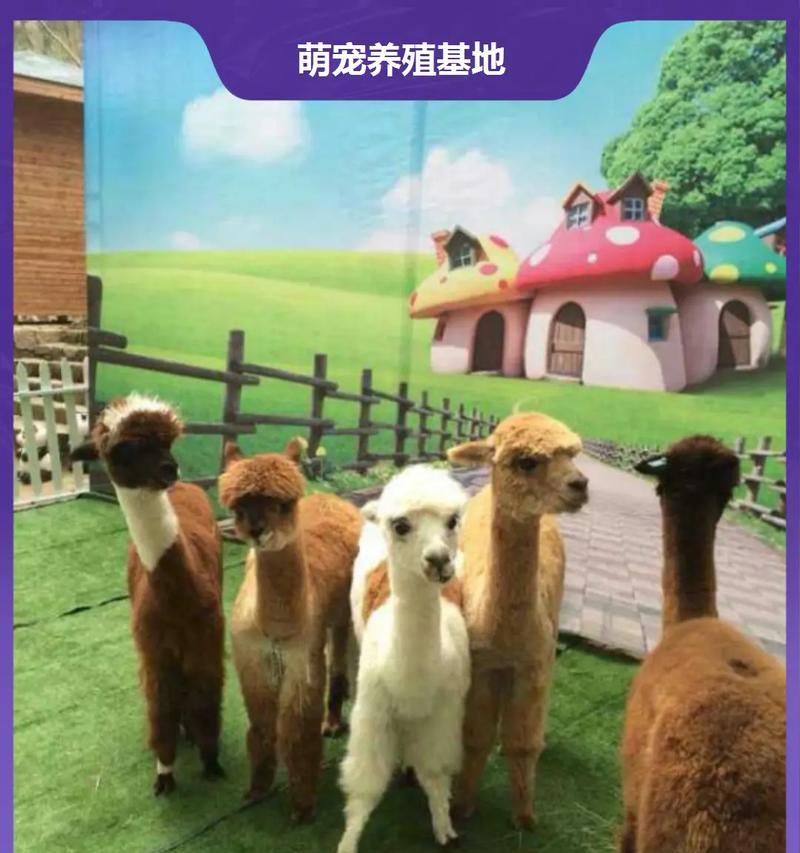 玩具羊驼摆放有哪些讲究？有哪些忌讳需要注意？