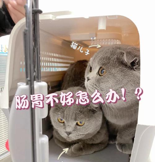 猫咪偷吃卖的猫粮怎么办？如何防止猫咪偷食？