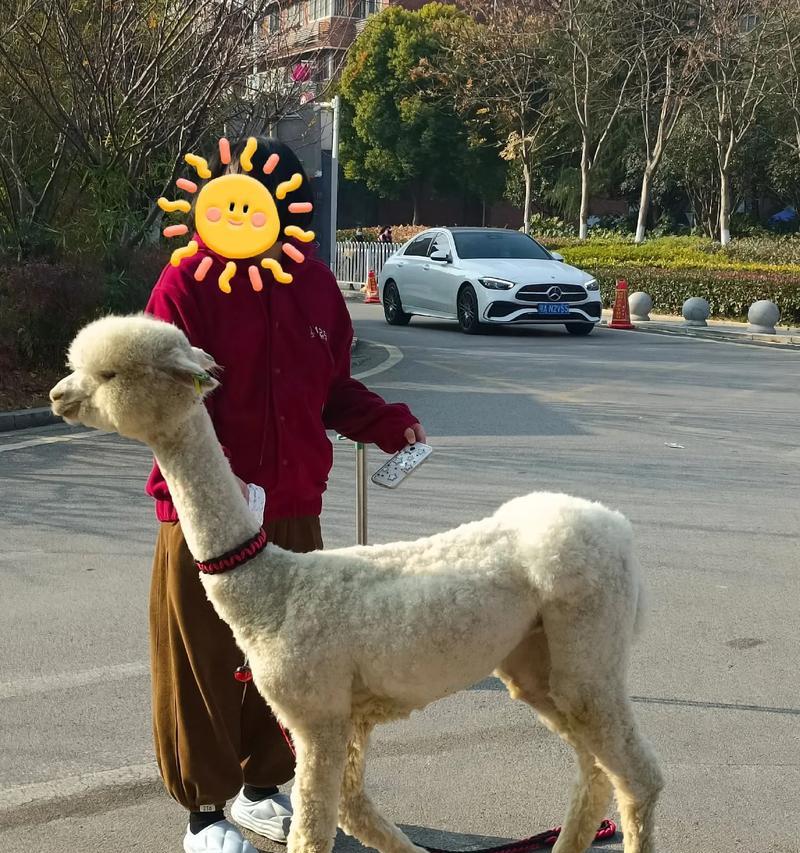 遛羊驼要牵绳吗？为什么需要这样做？