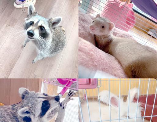 两个月猫吃猫粮吐怎么办？网红羊驼凳子怎么介绍出来？
