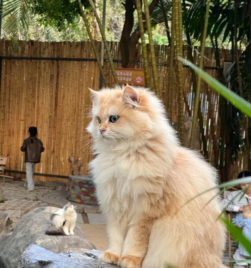 两个月猫吃猫粮吐怎么办？网红羊驼凳子怎么介绍出来？