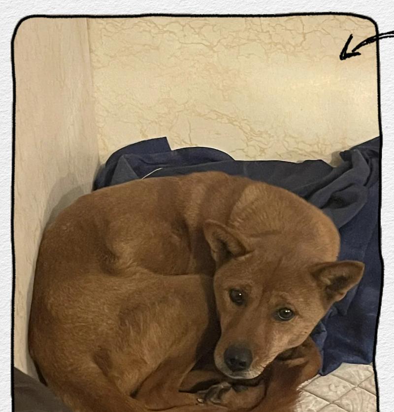 中华田园犬被盗怎么办？如何预防和应对？