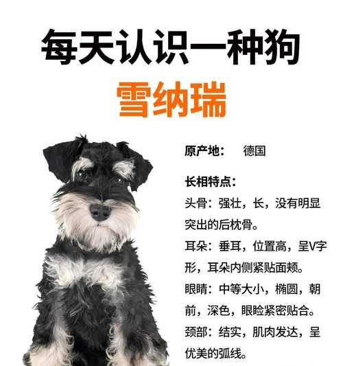巨型雪纳瑞销售情况如何？价格大概在多少？