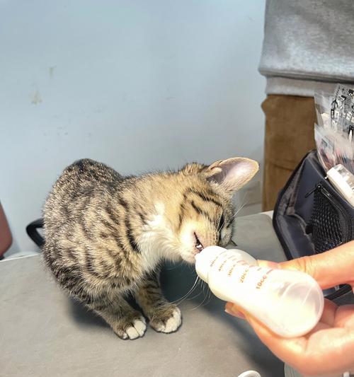 牛奶拌猫粮的正确做法是什么？