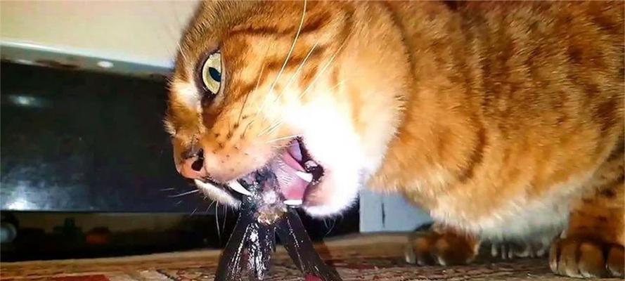 宠物猫吃鱼会吐刺嘛怎么回事啊