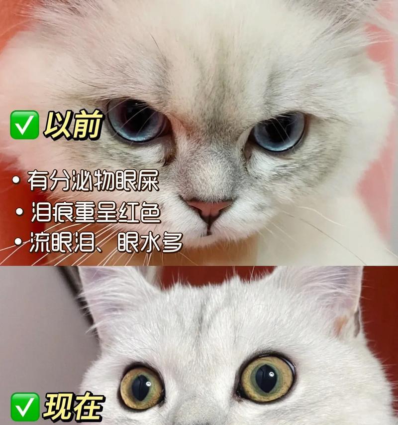 肉多的猫粮会有眼屎吗？这是什么原因导致的？