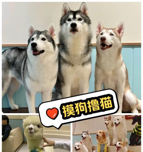 羊驼妈妈的账号如何登录？另一个账号的登录方式是什么？