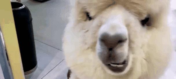 羊驼搞笑特效怎么做的啊？给仓鼠喂的猫粮怎么喂？