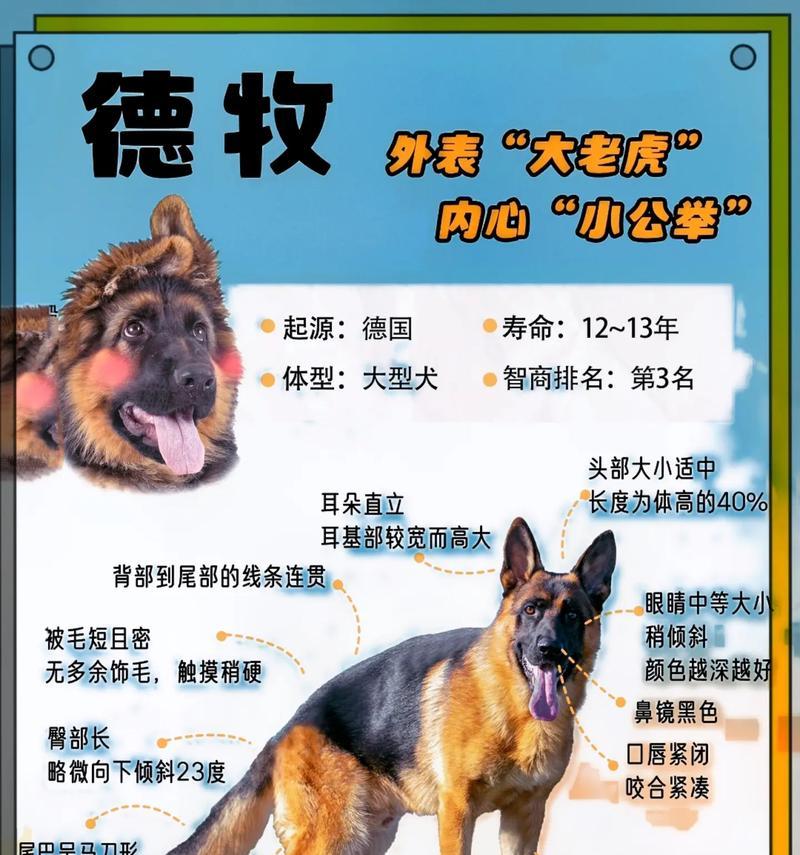 德牧吃多少才会壮阳？如何通过饮食改善德牧的健康？