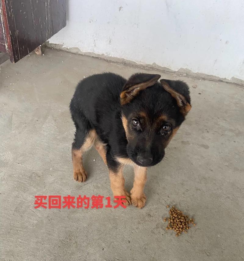 一个月大的德国牧羊犬需要多少钙片？