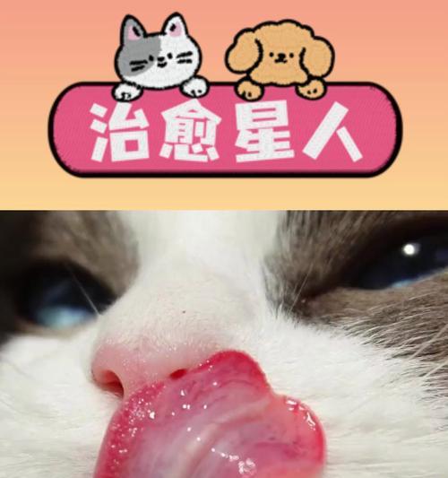 猫咪舔鼻子不吃猫粮怎么办？这是什么原因导致的？