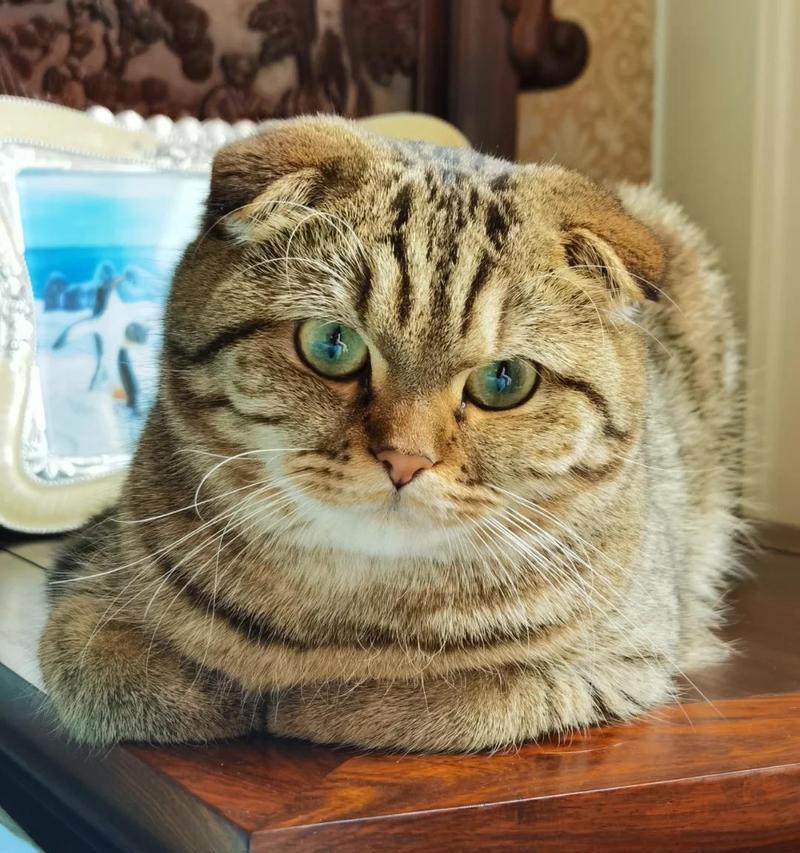 猫咪舔鼻子不吃猫粮怎么办？这是什么原因导致的？