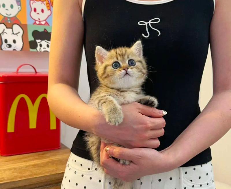 金虎斑猫咪的饮食偏好是什么？