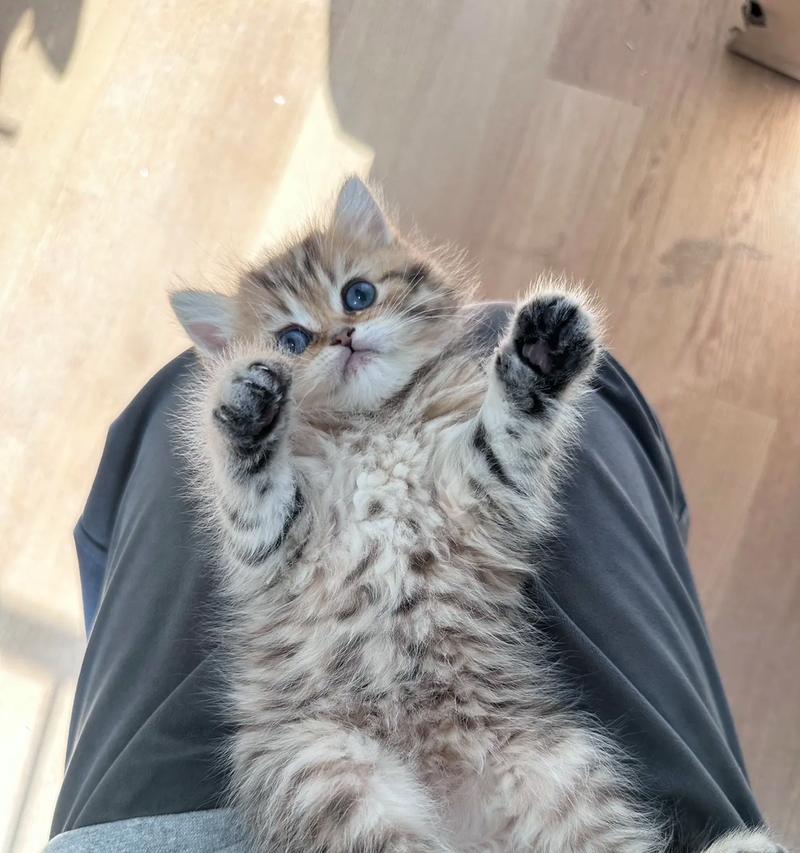 金虎斑猫咪的饮食偏好是什么？