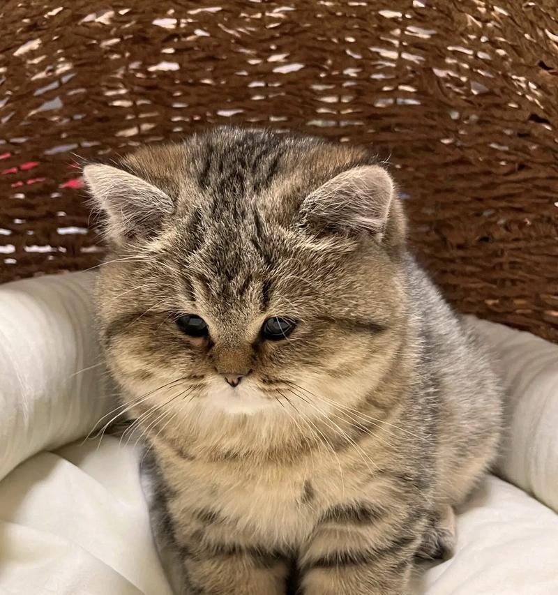 金虎斑猫咪的饮食偏好是什么？
